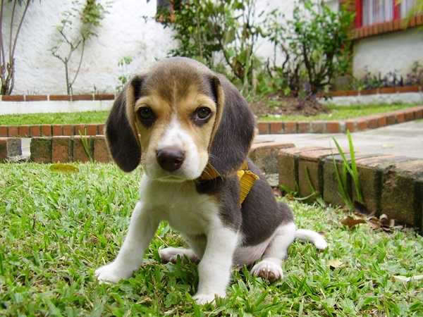 What You Need To Know About Training Beagle Puppies
