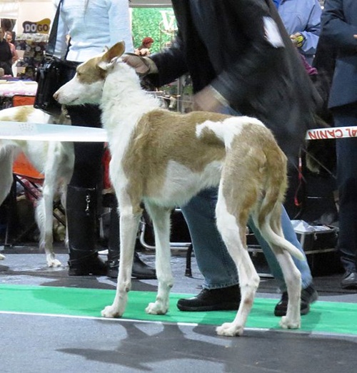ibizan-hound-dog