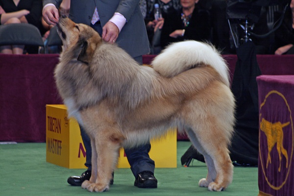 Tibetan Mastiff Dog Breed Info